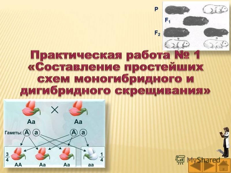 Составьте принципиальную схему дигибридного скрещивания