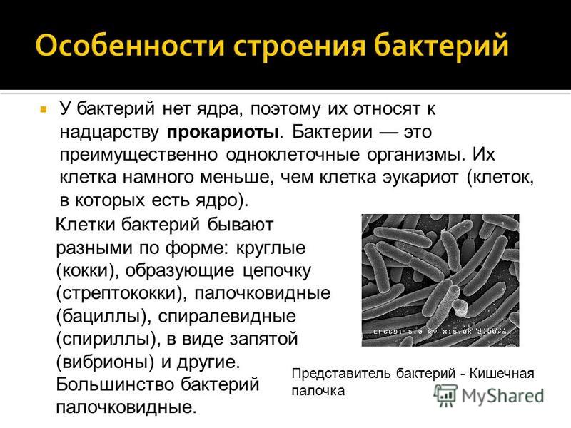 Реферат на тему : Бактерии в школе - Kievuz