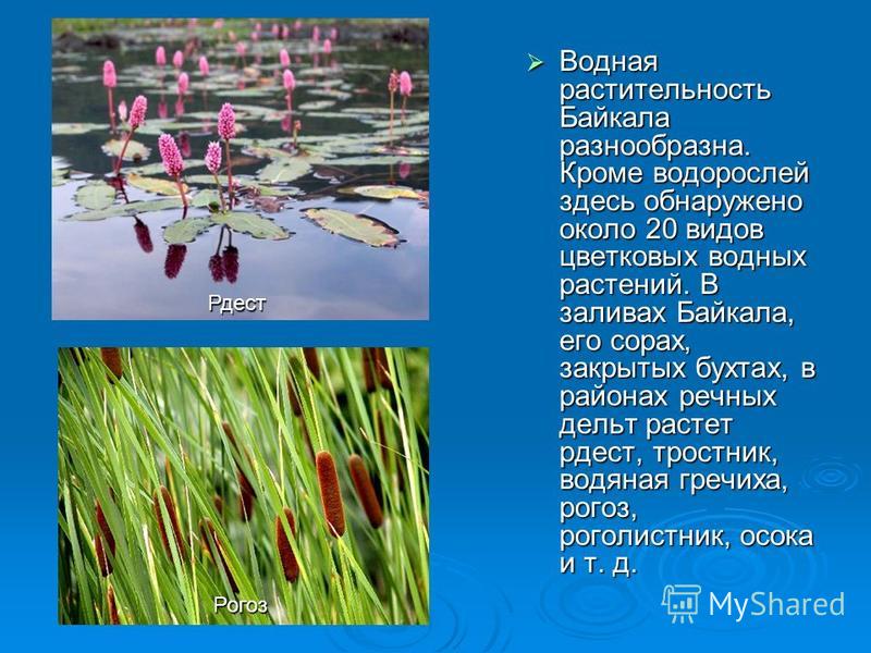 Презентация на тему байкал животный и растительный мир