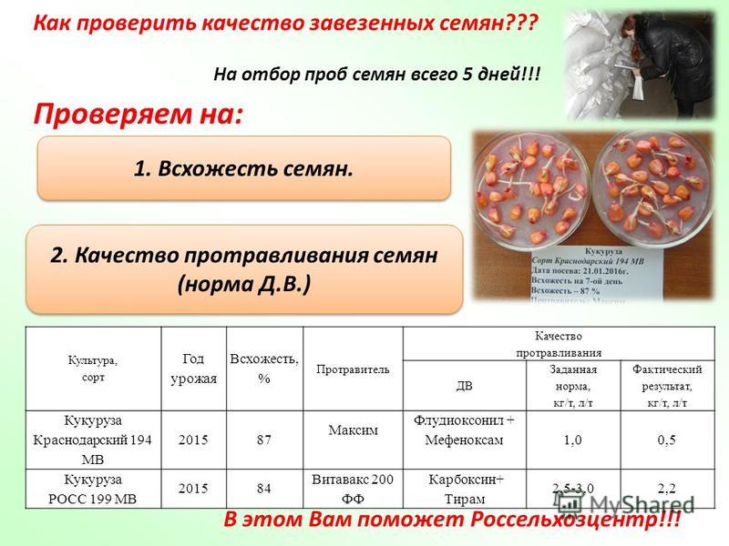 Как проверить семена на всхожесть в домашних условиях Как проверить семена на всхожесть в домашних условиях