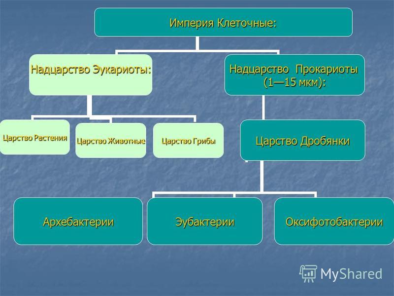 Пример классификации организмов растение надцарство