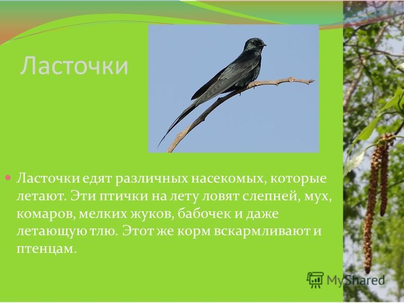 Насекомые-вредители активизировались в лесах Приморья Лесные вредители активизировались в Приморье с началом лета
