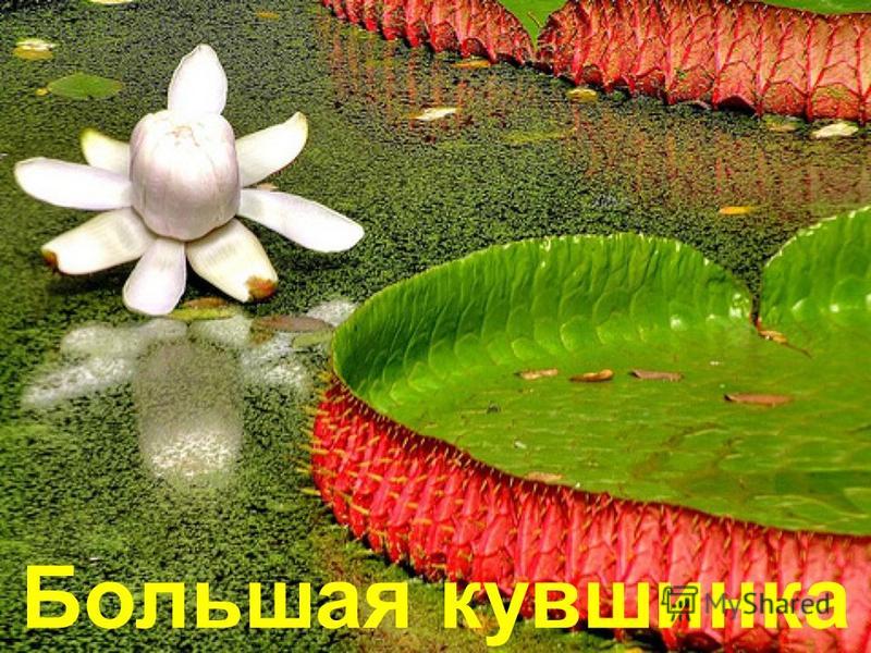 вырос в поле колокольчик слушать вырос в поле колокольчик слушать