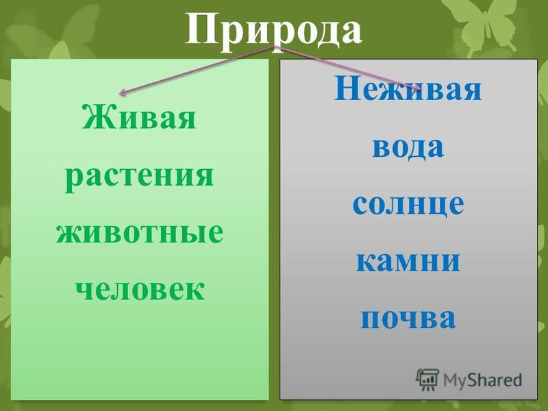 Гиацинты, посадка и уход в открытом грунте, размножение Cached
