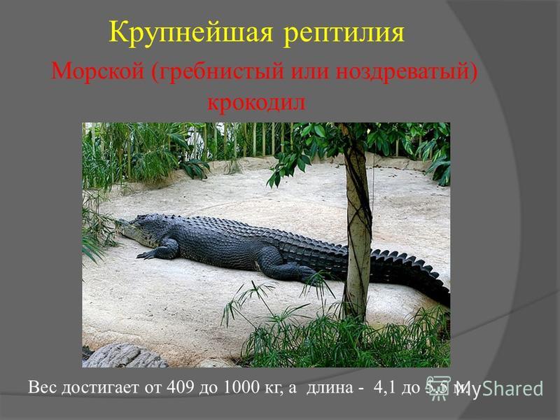Крупнейшая рептилия Морской (гребнистый или ноздреватый) крокодил Вес достигает от 409 до 1000 кг, а длина - 4,1 до 5,5 м.