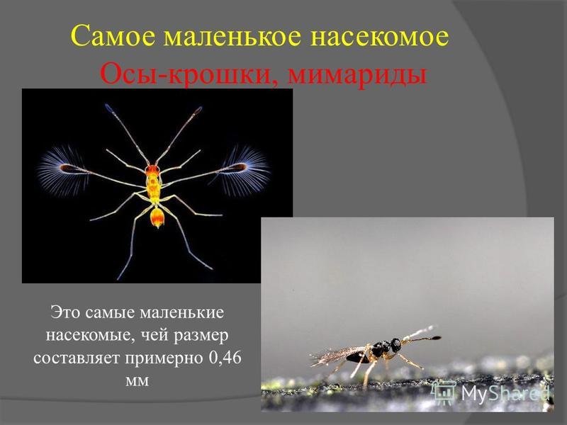 Самое маленькое насекомое Осы-крошки, мимариды Это самые маленькие насекомые, чей размер составляет примерно 0,46 мм