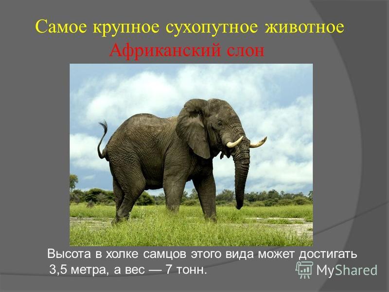 Самое крупное сухопутное животное Африканский слон Высота в холке самцов этого вида может достигать 3,5 метра, а вес 7 тонн.