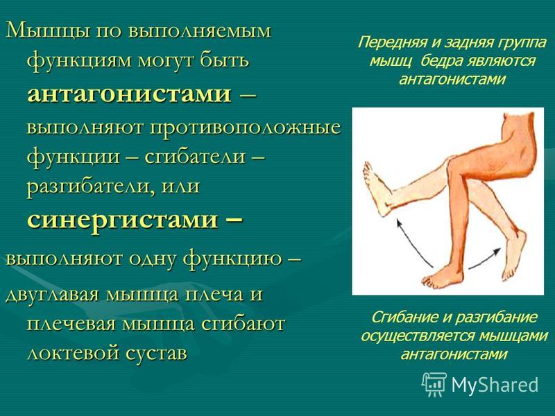 Какие мышцы называют синергистами приведите примеры Презентация на тему: "Опорно-двигательный аппарат. Аппарат движения состоит из 3