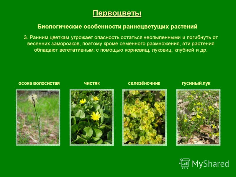 Программа по английскому языку 1 класс шишкова