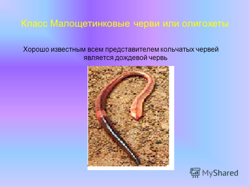 Класс Малощетинковые черви или олигохеты Хорошо известным всем представителем кольчатых червей является дождевой червь