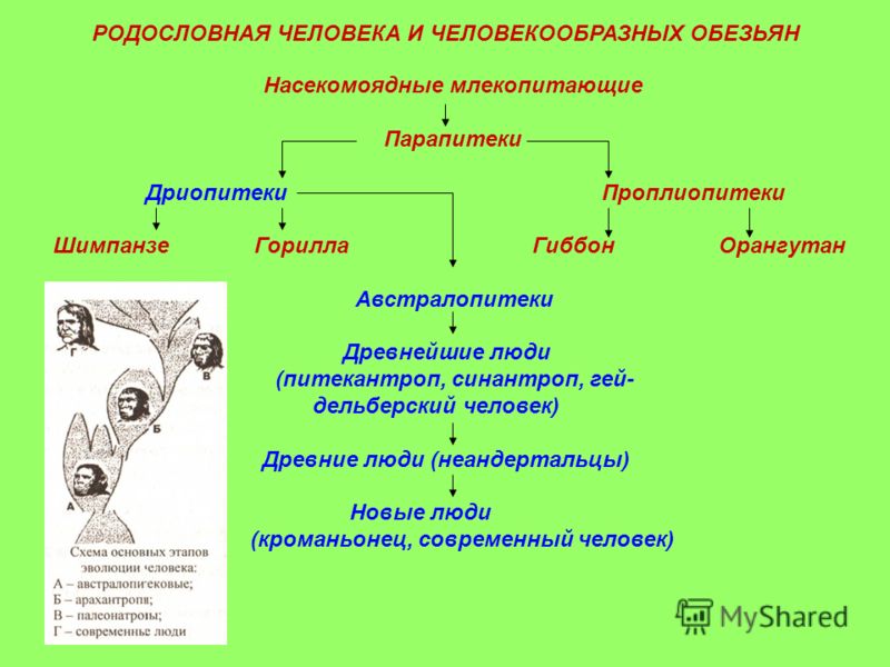 Презентация Современный Урок Биологии Презентация Современный Урок Биологии