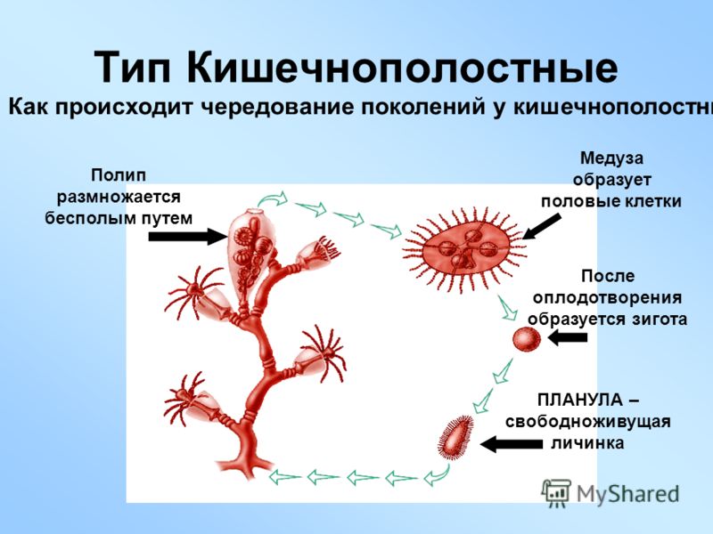 основные паразиты в организме человека основные паразиты в организме человека