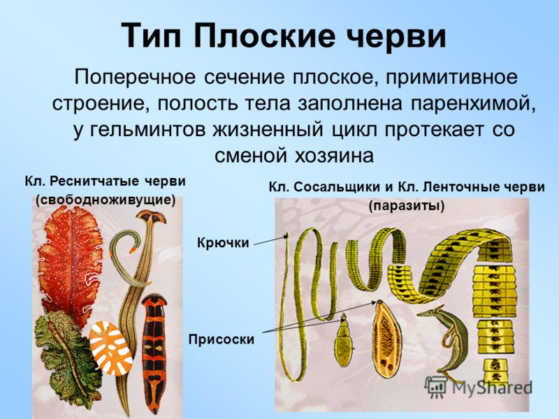 Таблетки от глистов народными средствами