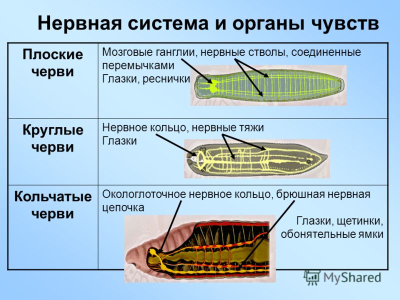 презентация черви паразиты человека презентация черви паразиты человека
