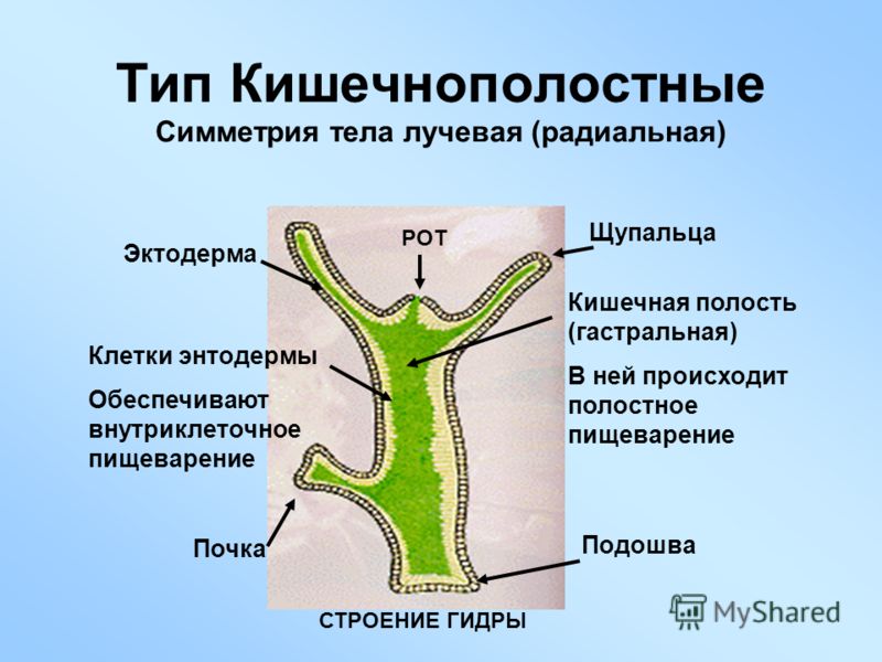 основные паразиты организме человека основные паразиты организме человека
