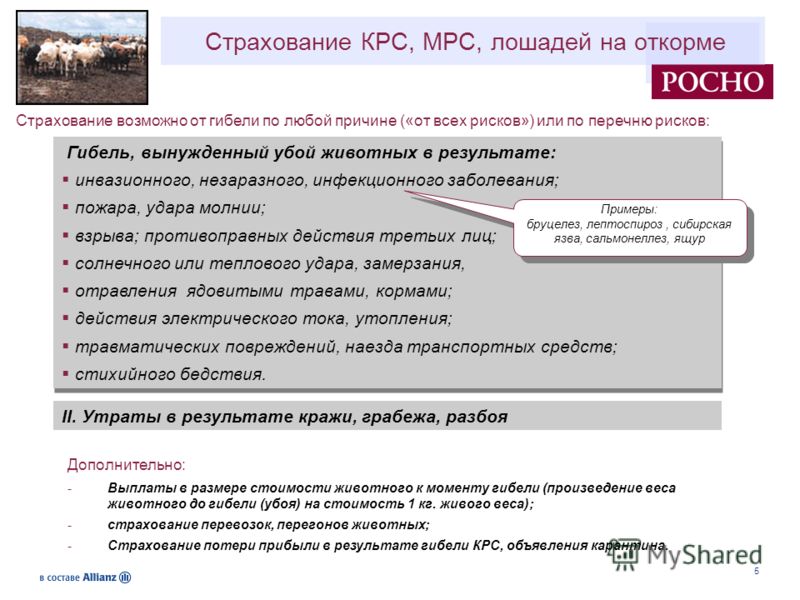 паразиты кишечника крс паразиты кишечника крс