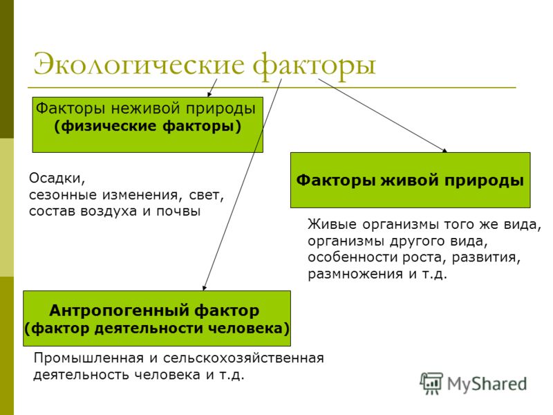 организм человека среда обитания паразитов организм человека среда обитания паразитов
