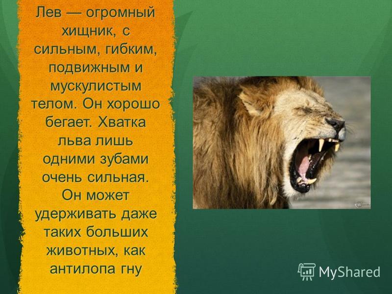 Реферат На Тему Львы Моря Реферат На Тему Львы Моря