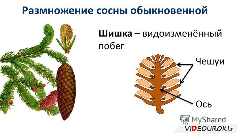 Семенные и Голосеменные растения