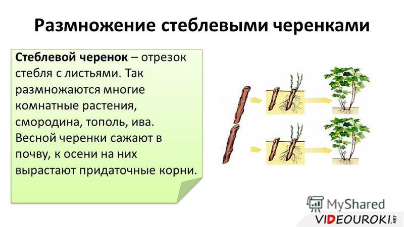 Когда сажать черенки ивы 57