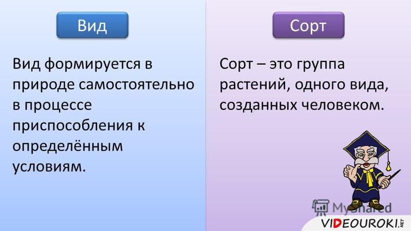 Биология (6 класс Общее знакомство с цветковыми растениями) Семядоля Википедия