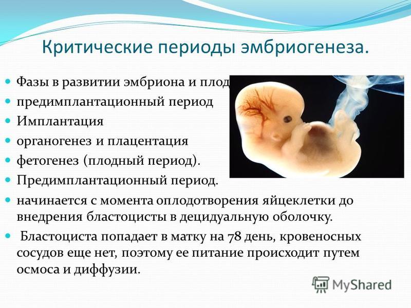 Период формирования плодов Период формирования плодов