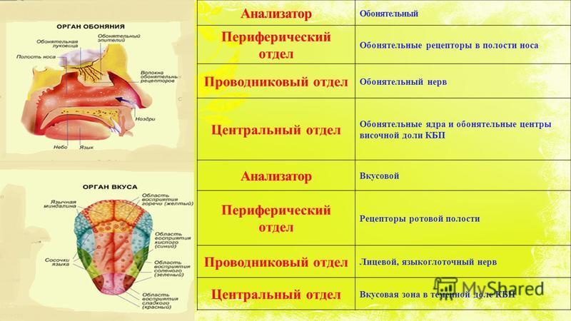 Схемы вкусового анализатора Схемы вкусового анализатора