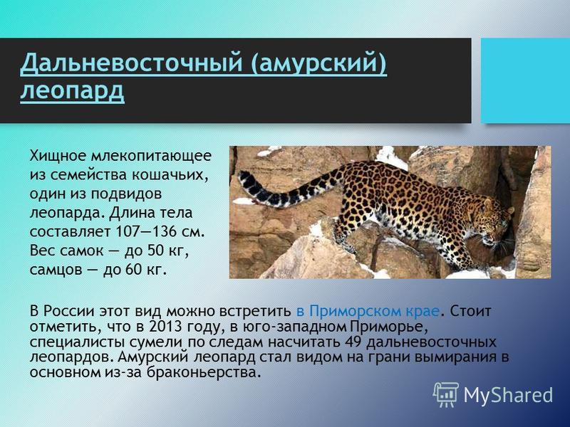 Стих о леопардах Стих о леопардах