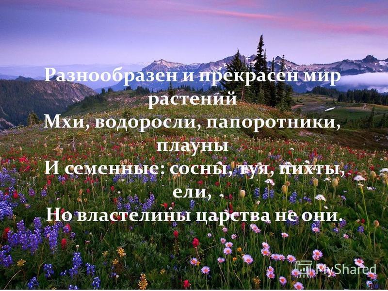 в мире растений фото онлайн в мире растений фото