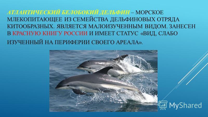 Бесплатно скачать звуки дельфинов бесплатно