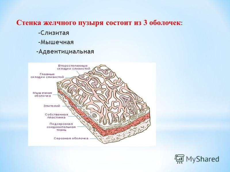 Ногти и желчный пузырь Ногти и желчный пузырь