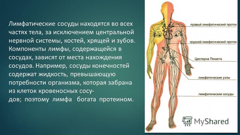 Где Находится Лимфа У Человека Фото