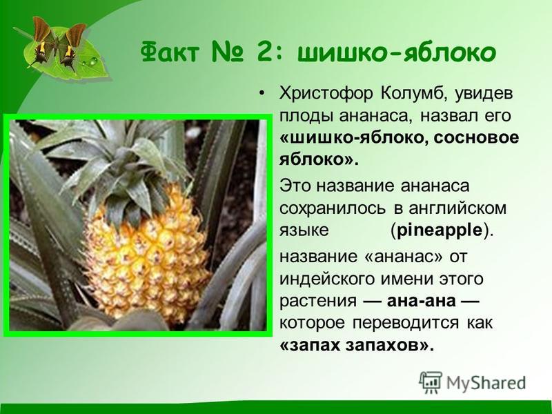 У ананаса плод называется У ананаса плод называется