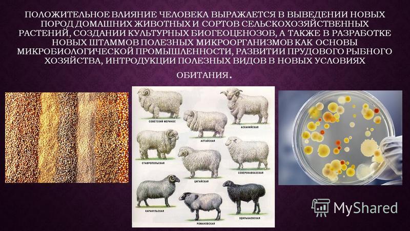 ВЛИЯНИЕ ДОМАШНИХ ЖИВОТНЫХ НА ЧЕЛОВЕКА" - презентация