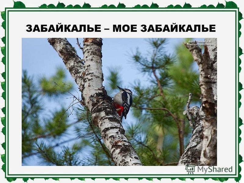забайкалье мое забайкалье скачать