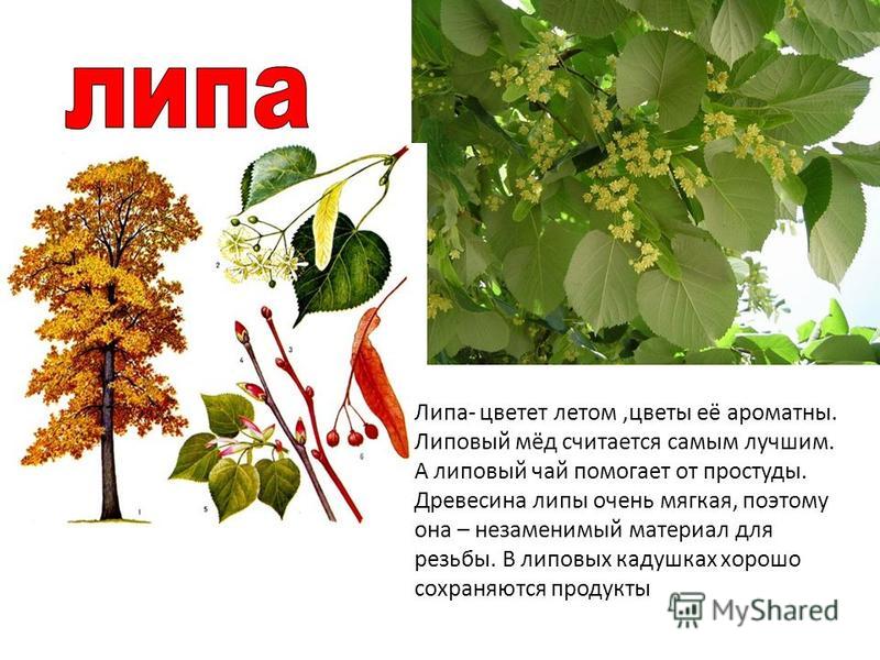 Липа травник