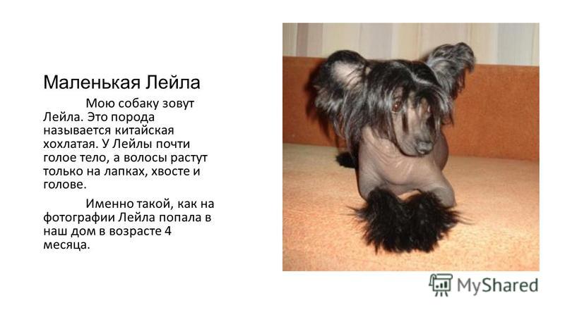 Сочинение Про Мое Любимое Животное Сочинение Про Мое Любимое Животное