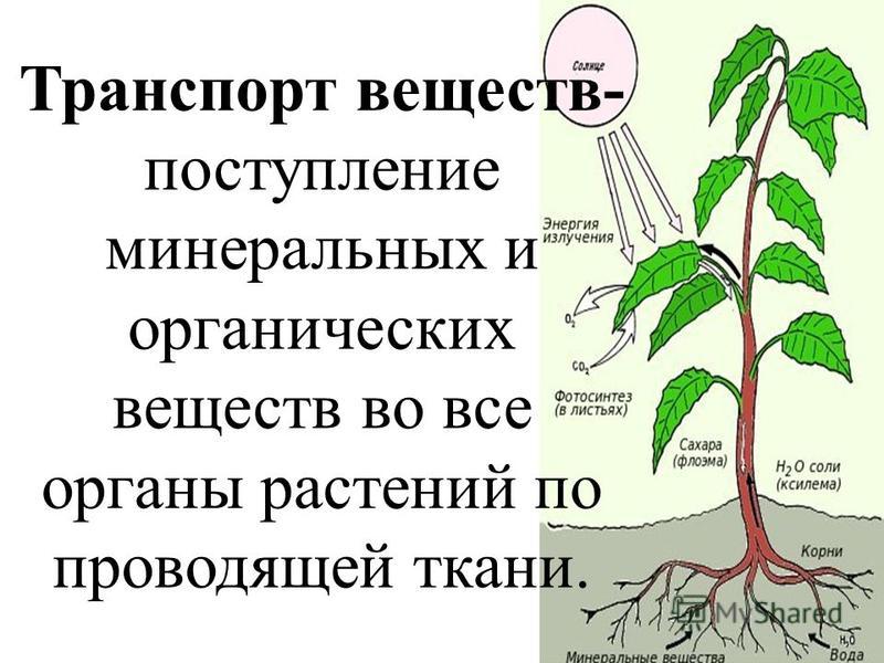 Вещества растений минеральные в схеме Вещества растений минеральные в схеме