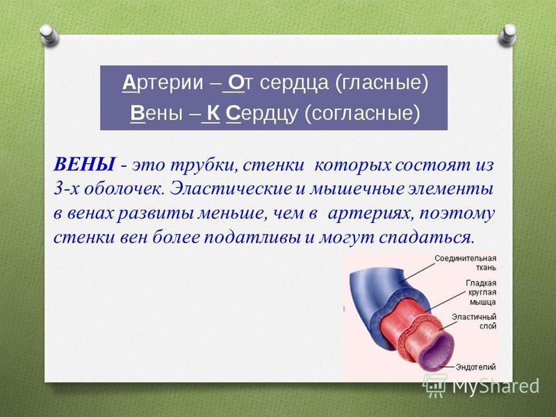 Сильно видны вены на руках