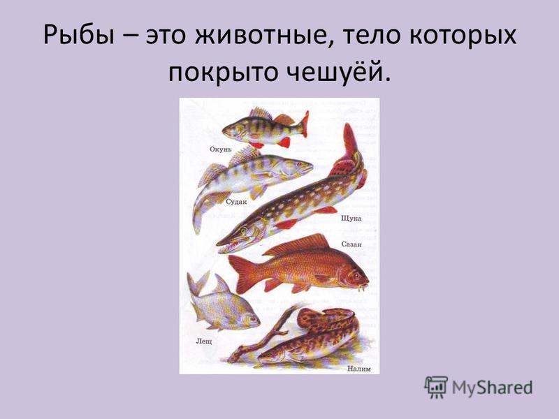 Рыба Фото Животного