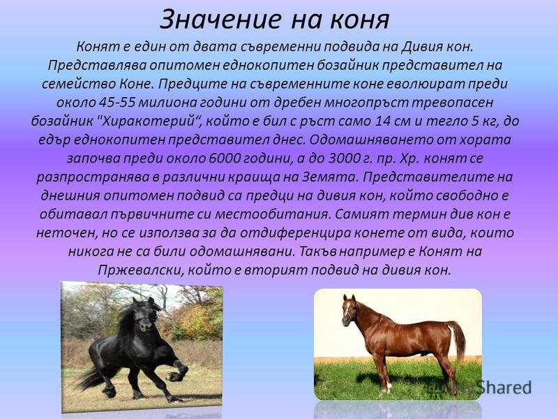 Значение на коня Конят е един от двата съвременни подвида на Дивия кон. Представлява опитомен еднокопитен бозайник представител на семейство Коне. Предците на съвременните коне еволюират преди около 45-55 милиона години от дребен многопръст тревопасе
