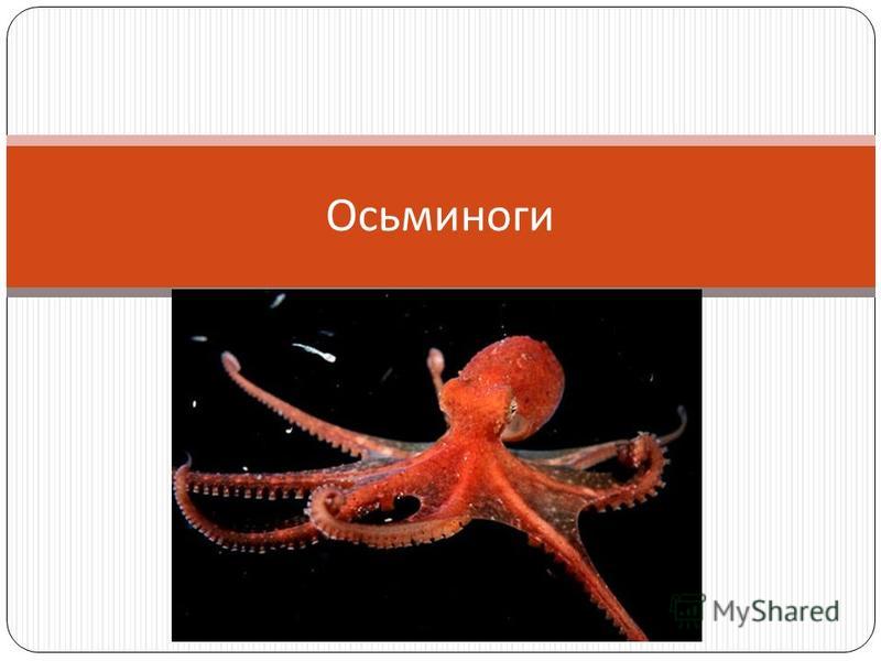 Реферат Осьминоги 7 Класс Реферат Осьминоги 7 Класс