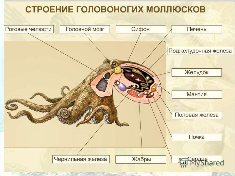 Реферат Осьминоги 7 Класс Реферат Осьминоги 7 Класс