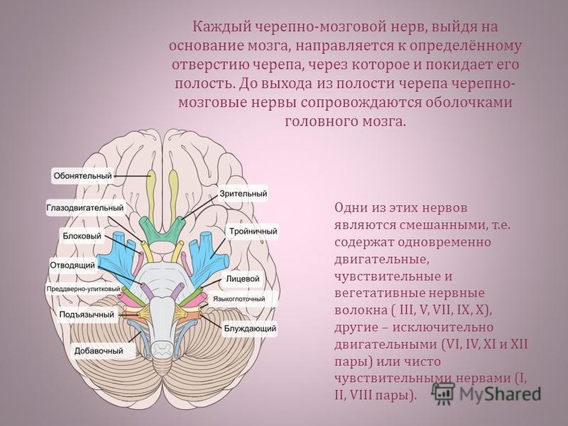 Реферат: Места выхода черепных нервов из мозга