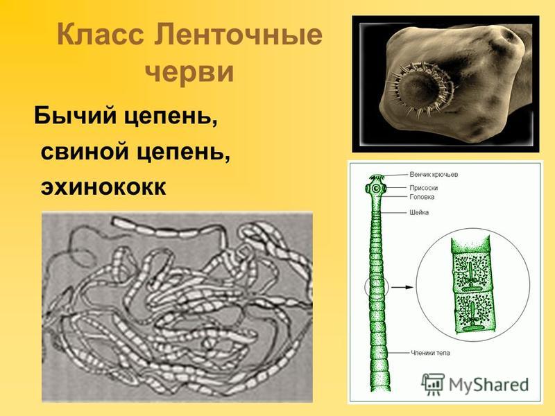 ленточные паразиты у человека ленточные паразиты у человека