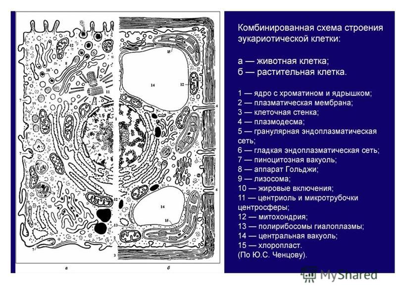 Строение эукариотической клетки - Telegraph