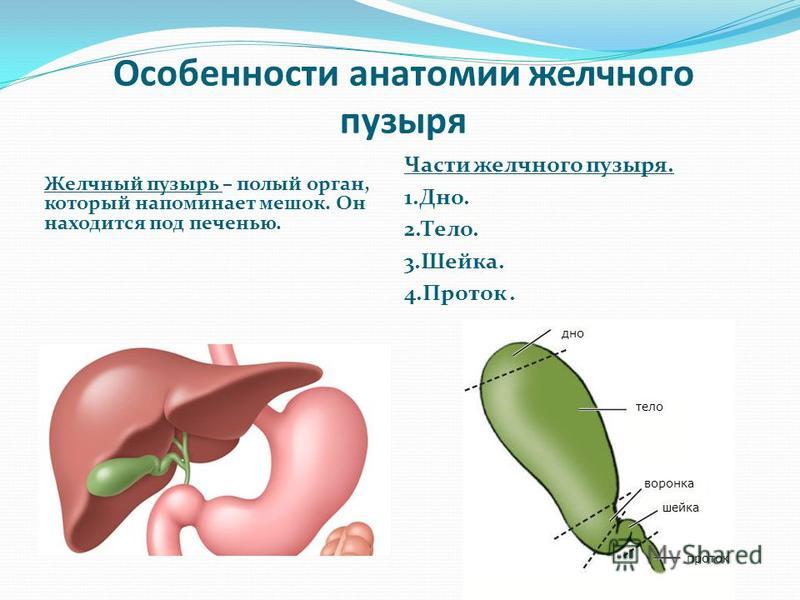 Печень желчный пузырь расположение строение функции Анастасия Шагарова Желчный Пузырь - Name-scan.ru