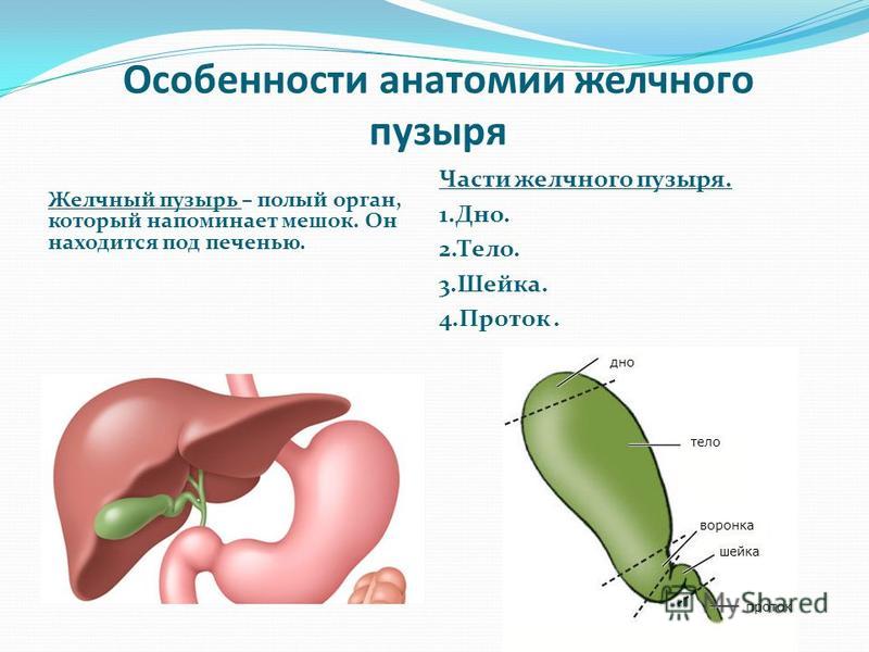 Шейка Желчного Пузыря Где Находится Фото