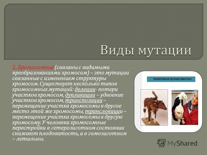 Как плести животных из резинок видео уроки и схемы с фото Как нарисовать натюрморт карандашом поэтапно?