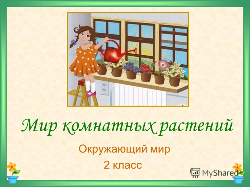 скачать презентацию комнатные растения 2 класс